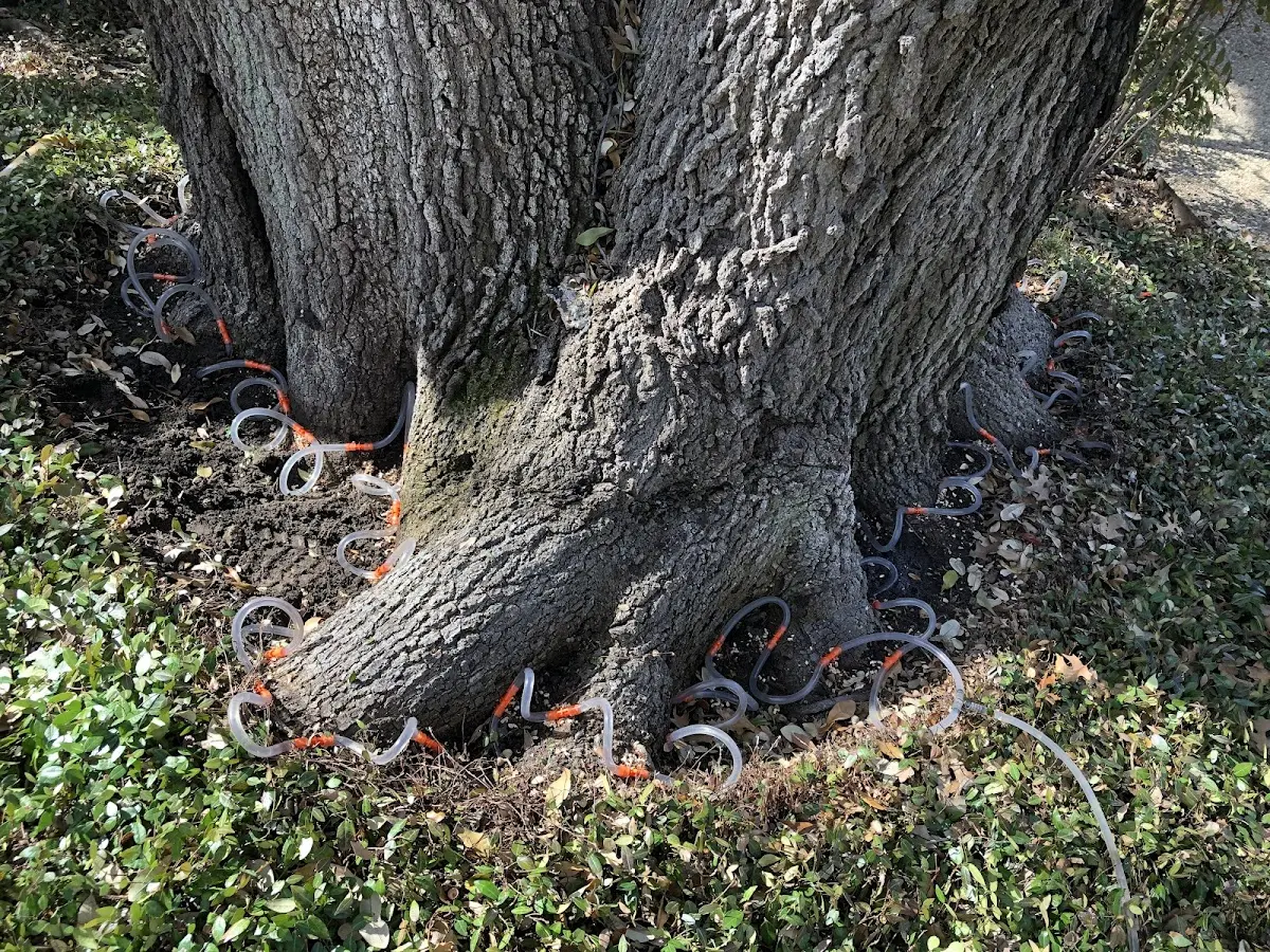 Detailed Tree Cabling and Bracing job site in Oliver Springs