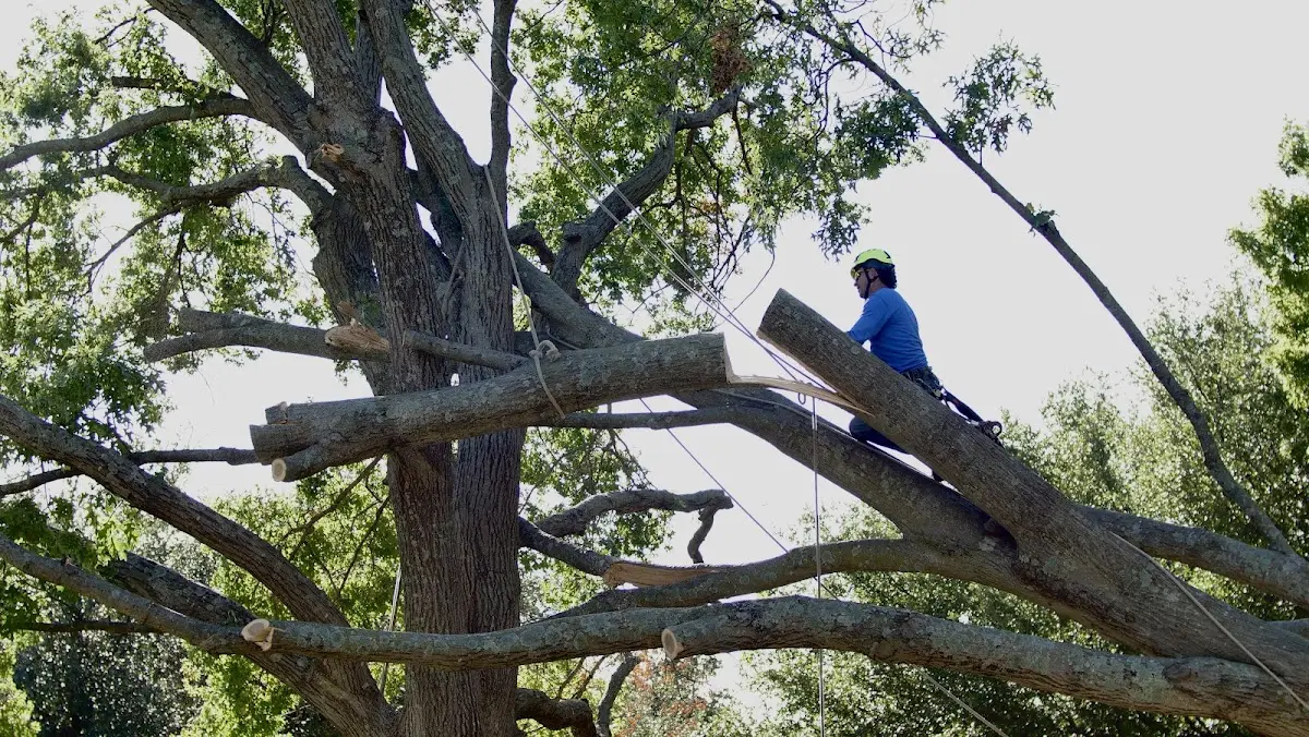 Professional Crown Thinning performed by certified arborists in Oliver Springs