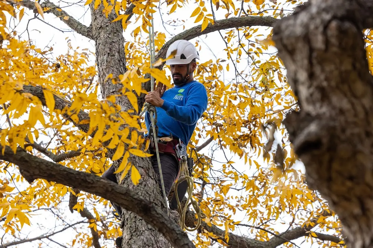 Skilled Tree Pruning crew working in Oliver Springs