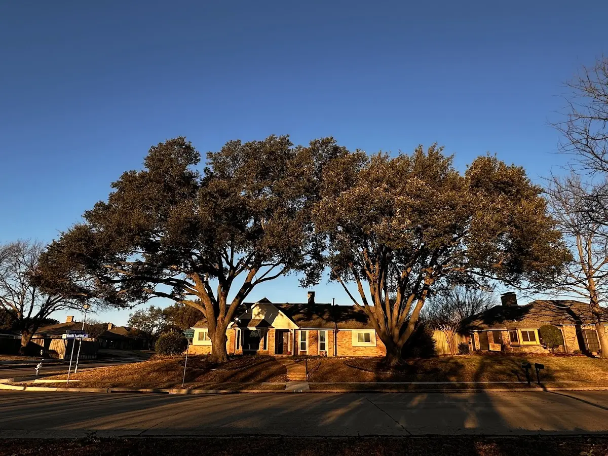 Established residential canopy tree shading a home in Oliver Springs